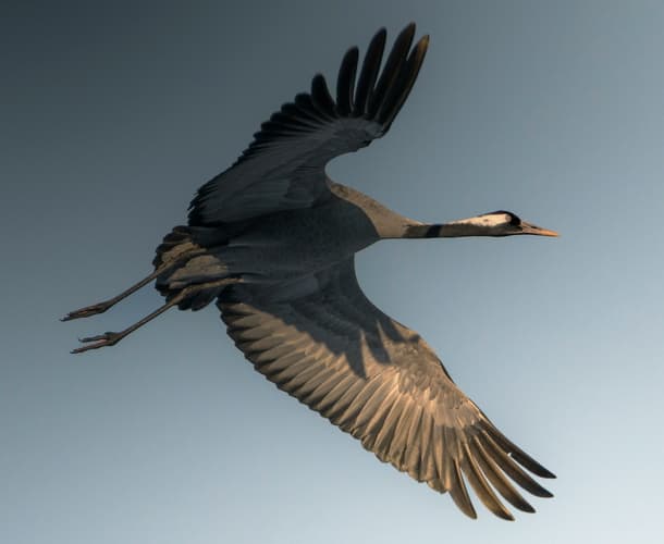 Fallback Image